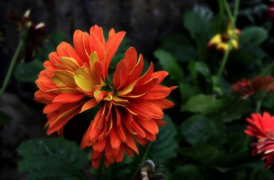 长寿花怎么养家庭养法