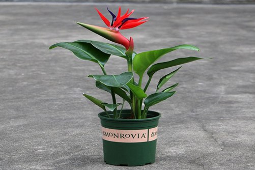 鹤望兰花语介绍，带你了解鹤望兰的品种和颜色