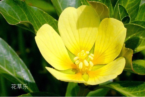 黄金莲的功效和作用，最熟悉而陌生的水中植物