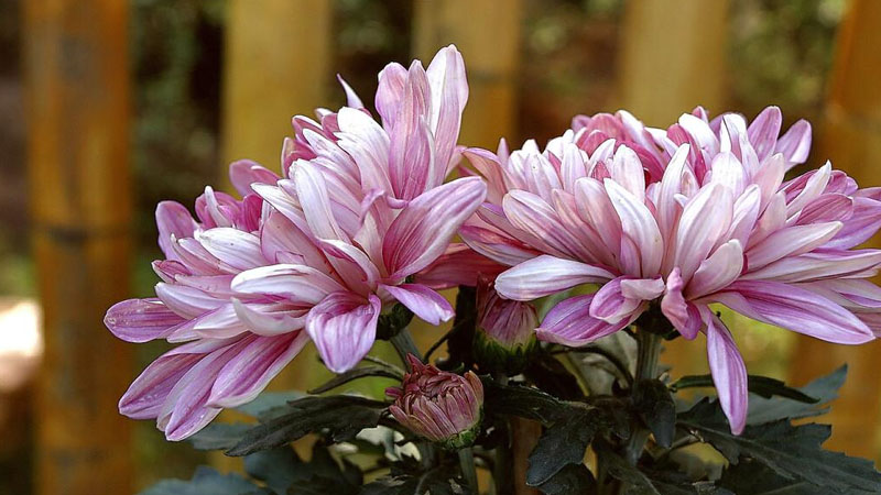 女王菊怎么养，有什么需要注意的