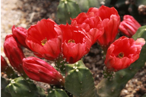 桃太郎多肉怎么养？多肉植物桃太郎的养殖方法