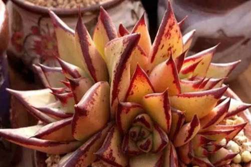 夏天多肉植物晒伤怎么办？用这些方法可以拯救晒伤的多肉