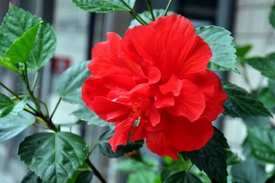 扶桑花的养殖方法和注意事项