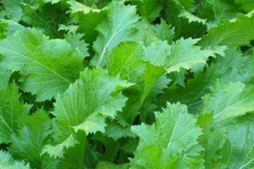 雪菜和雪里红的区别，教你怎么区分雪菜和雪里红