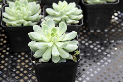 多肉蓝苹果养殖方法,多肉蓝苹果怎样出状态