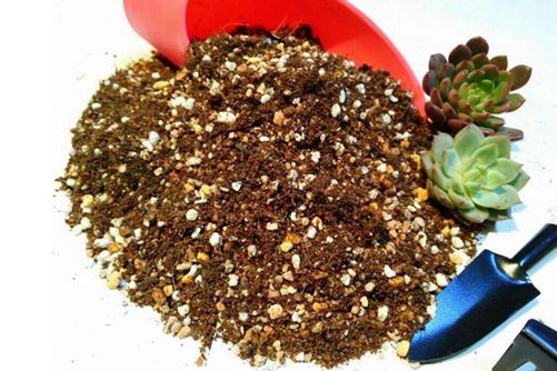 种植多肉的土可以直接用园土吗?什么土种植的多肉才漂亮