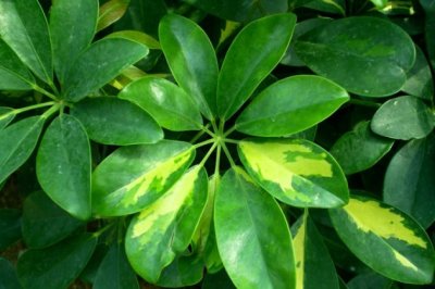 鸭掌木怎么养？鸭掌木的养殖方法和注意事项