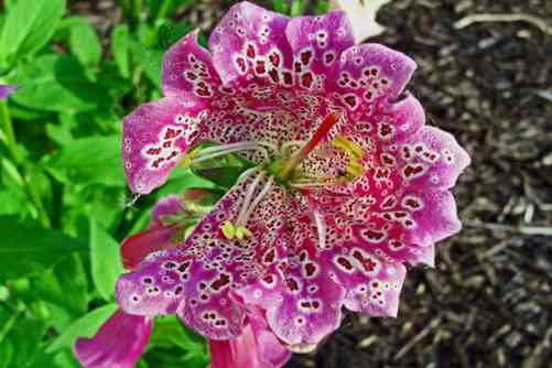 毛地黄图片，毛地黄花串串开 仙风轻拂醉瑶台