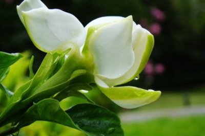 栀子花怎么养？栀子花的养殖方法和注意事项