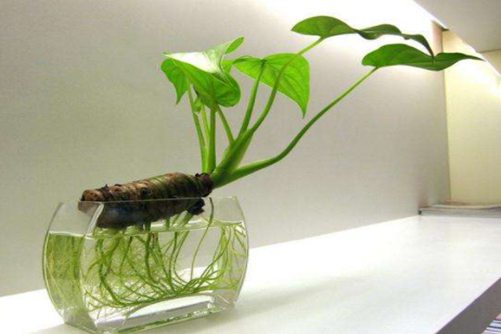 滴水观音烂根怎么办？养花达人来告诉你解决滴水观音烂根问题