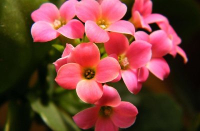 长寿花可以养多少年