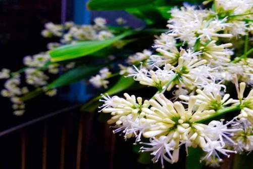 巴西木开花的兆头，原来巴西木开花有这么好的寓意