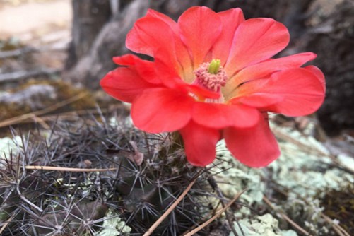 红葡萄酒杯仙人掌怎么养，做好下面四点开出的花如葡萄酒杯一样漂亮