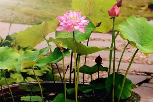 荷花栽培及种植，做好这两点花开秀丽鲜艳