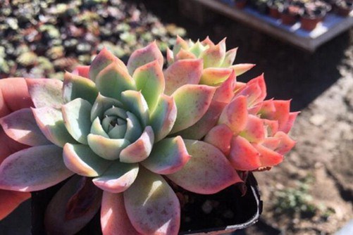 暮光之城怎么养？粉蓝色暮光之城多肉的养殖方法