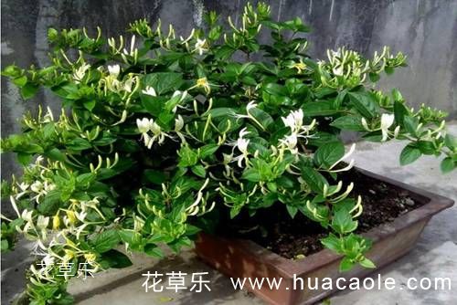 金银花怎么养?金银花盆景的养护管理