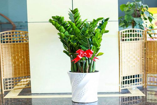 摇钱树图片欣赏 金钱榕寓意好，观赏性也不错