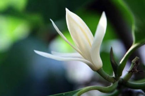 黄桷兰风水有什么讲究？黄桷兰，五行属金的朋友它是你的菜