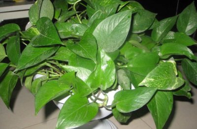 绿萝变黄怎么办