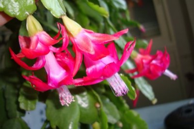 蟹爪兰春天怎么养？蟹爪兰春季的养殖方法