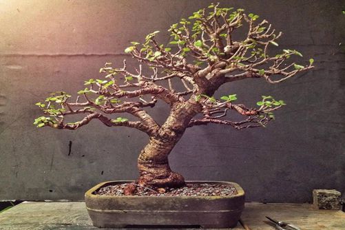 玉树怎么修剪，玉树何时修剪