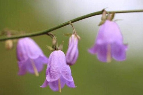 风铃草图片，一朵风铃绿叶间，飘飘然间露芳颜