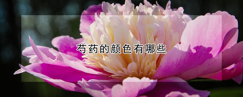 芍药的颜色有哪些