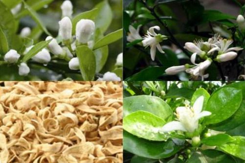 代代花的功效与作用 可抗菌抗肿瘤，增强肠蠕动