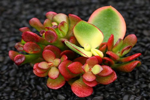 吸财树图片，高清吸财树图片大全