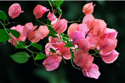 秋天开的花有哪些？原来有这么多花儿是开在秋天