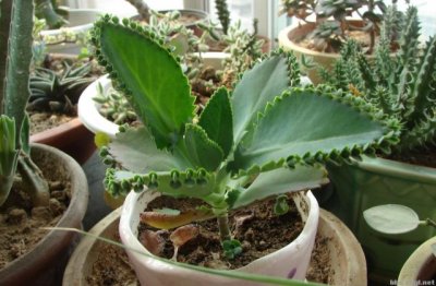 落地生根有什么功效价值和用处作用