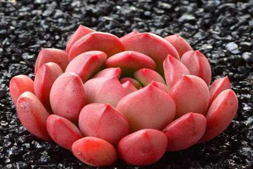 最简单的多肉配土，用最简单的方法养出最美多肉