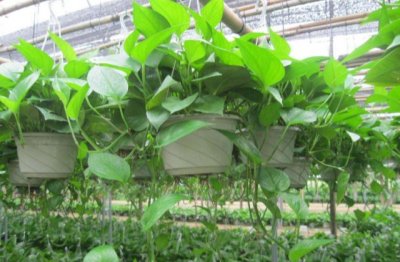 室内种的绿萝叶子黄了怎么办