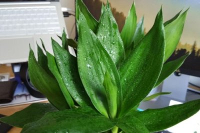 富贵竹怎么水养？