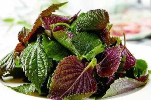 紫苏叶的功效与作用，别看紫苏叶小 紫苏叶浑身都是宝