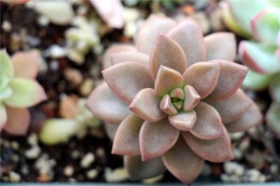 多肉植物姬胧月冬天怎么养？