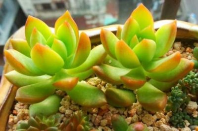 多肉黄丽怎么养爆盆？