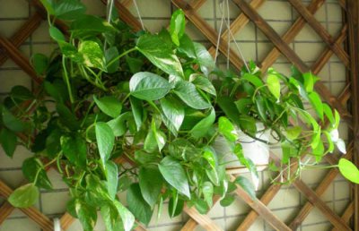 绿萝叶子发黄怎么办？绿萝叶子发黑是什么原因？