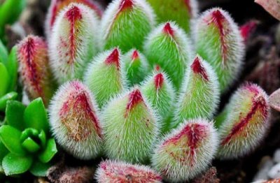 多肉植物怎么养才好