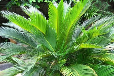 铁树怎么养？铁树的养殖方法和注意事项