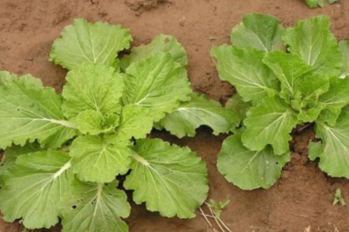 芥菜是什么？不仅是美味佳肴还能利肺消肿