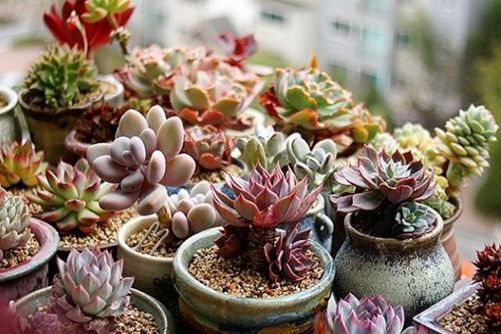 多肉控水,多肉植物怎么控水颜色才更靓
