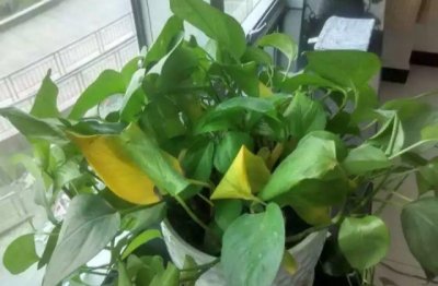 家里养的绿萝叶子黄了怎么办