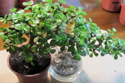 金枝玉叶怎么养？金枝玉叶的养殖方法和注意事项