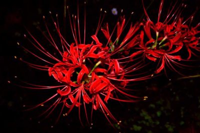 彼岸花有毒吗？彼岸花为什么不能养？