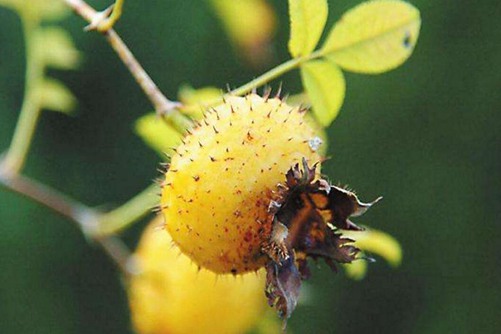 刺梨有副作用吗？注意这一点就可以放心食用了