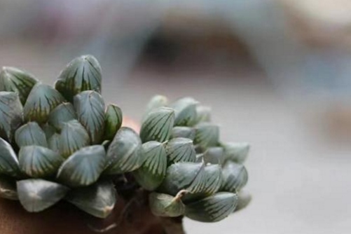 黑肌玉露怎么养？黑肌玉露如何养出金属黑色