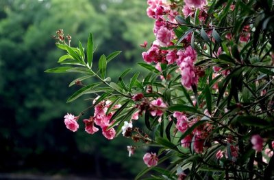 我们常见的有毒的植物有哪些？这些植物不要碰！