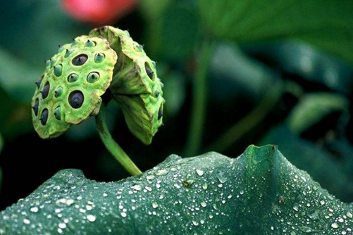 莲蓬的寓意是什么 多子多孙,子孙满堂