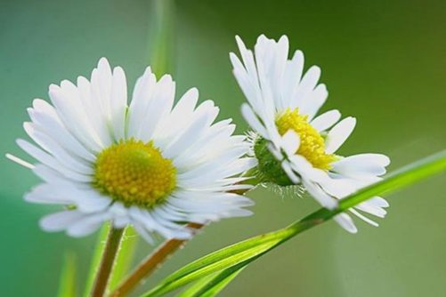 雏菊种子怎么种？给我一颗种子，让你拥有雏菊般的爱恋